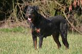 BEAUCERON 1004